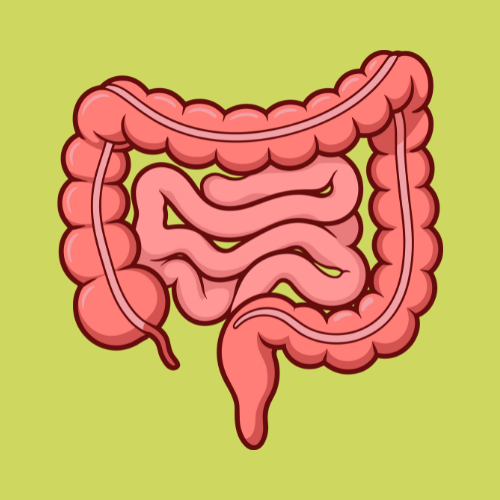 <p><strong>Improved Digestion</strong></p>